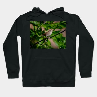 Small Wren Perched on a Branch Hoodie